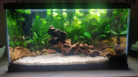 2 Semaines après ! Ça pousse !