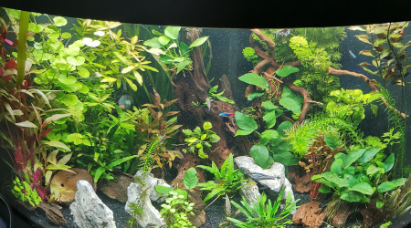 aquarium Amazonien trigon 190L