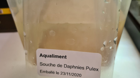 aquarium Daphnies