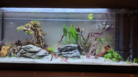 Mise en eau et plantations