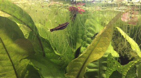 Un bon  p’tit bidon