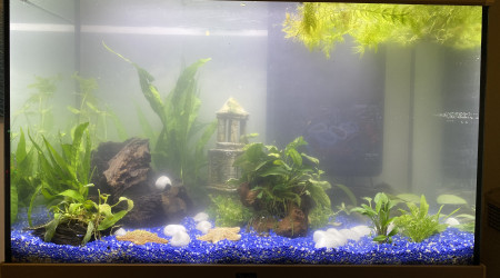 Installation des décorations + lancement du cycle azoté