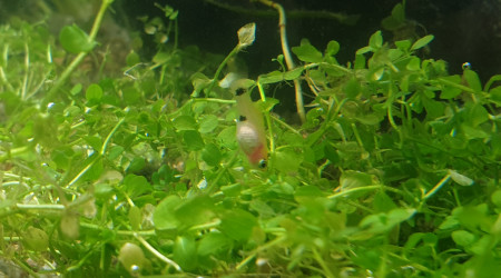 Nouveaux arrivants et changement du décor