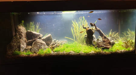 Nouveaux arrivants et changement du décor