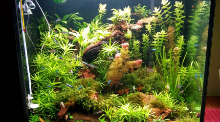 aquarium Aquascaping amazonien