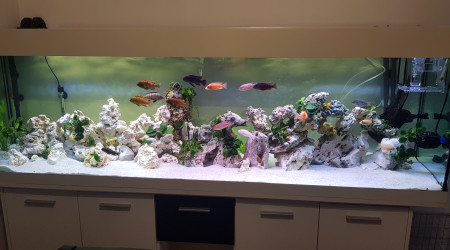 aquarium 600l malawi