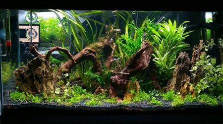 Rescape