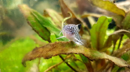 Communautaire 190L photos de mes derniers arrivés