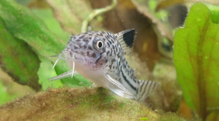 Communautaire 190L photos de mes derniers arrivés