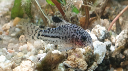 Communautaire 190L photos de mes derniers arrivés