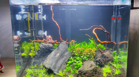 aquarium Aquascape 50 litres