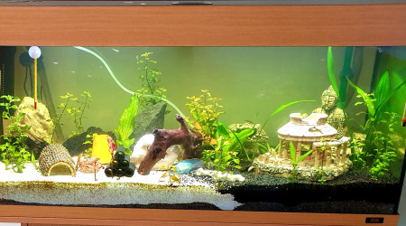 aquarium biotope divers