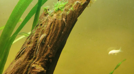 Bébé corydoras aenus 1 ère génération