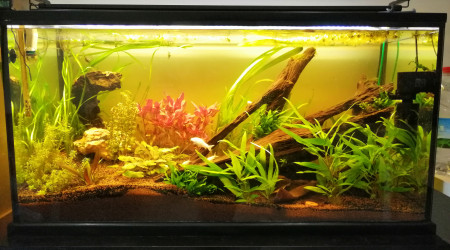 Ça pousse tranquilou