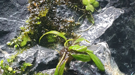 La nano cascade avance bien de son côté