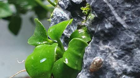 La nano cascade avance bien de son côté