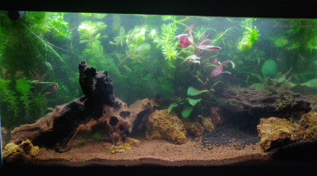 Réorganisation des plantes / decors