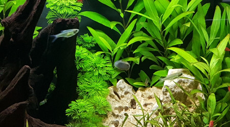 aquarium Fluval flex 34 L