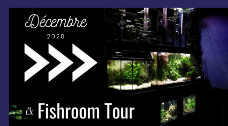 Vidéo de revue des évolution de mes bacs