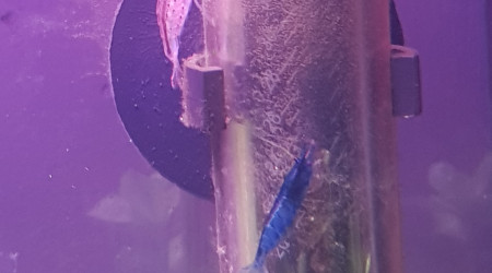 Les nouvelles crevettes