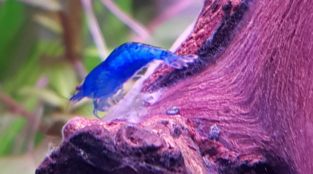 Les nouvelles crevettes