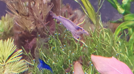 Les nouvelles crevettes