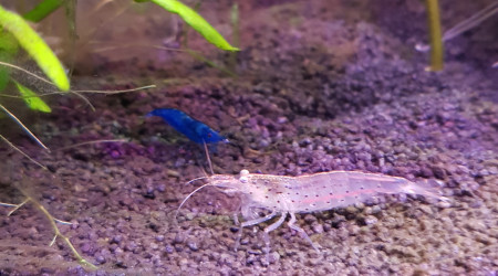 Les nouvelles crevettes