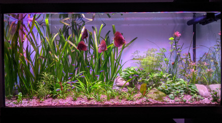 Les bébés discus vont bien... Bientôt sur le départ .?...