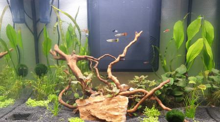 aquarium AQUALANTIS 110 L