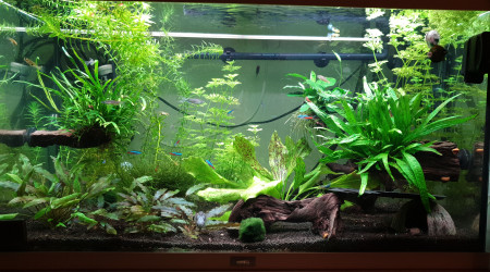 aquarium Jungle