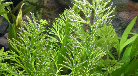 Installation diffuseur CO2