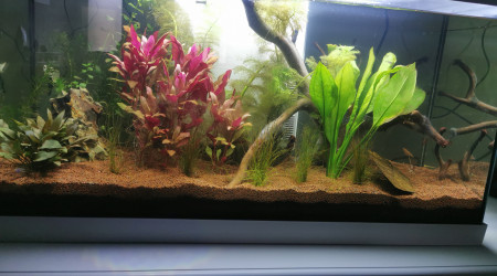 Aquarium complet