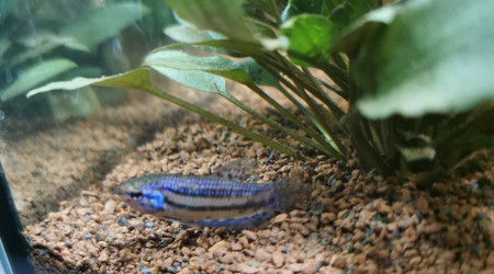 Betta alien blue femelle 2