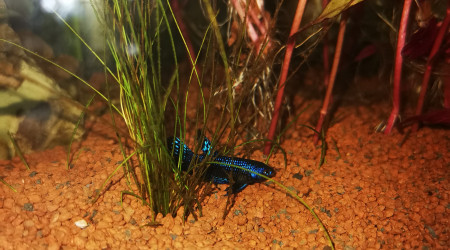 Betta alien blue male