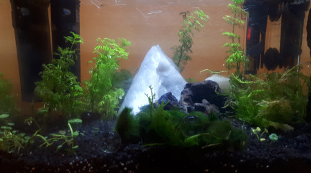 aquarium debutant nano 15l neocaridina