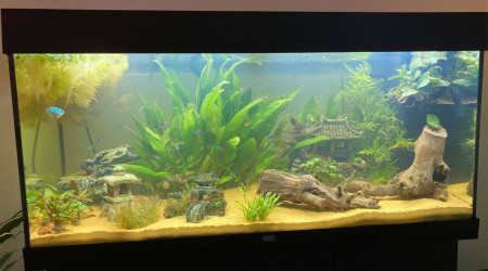 aquarium Juwel 180L