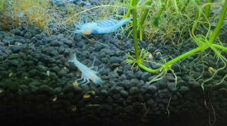 Mort de crevettes et poissons qui pipent à la surface