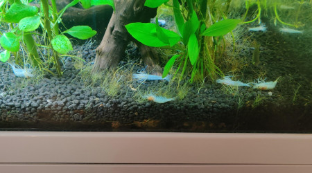 Mort de crevettes et poissons qui pipent à la surface