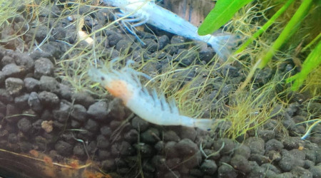 Mort de crevettes et poissons qui pipent à la surface