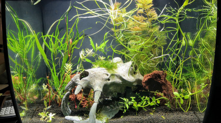 aquarium Projet