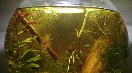 Jardinage nocturne dans la crèche à crevette