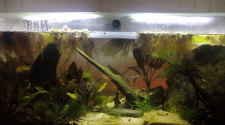Aquarium de pierre-bourgon : eau douce low tech