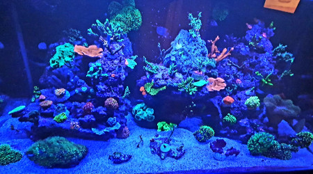 Petit photo du soir avec nouvelle souche de coraux