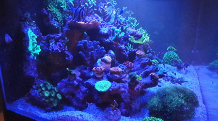 Petit photo du soir avec nouvelle souche de coraux