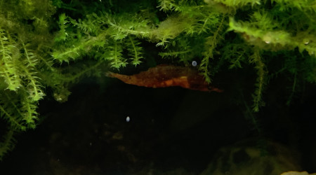 Introduction Red cherry