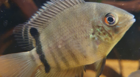 aquarium Cichlidés Amérique du Sud