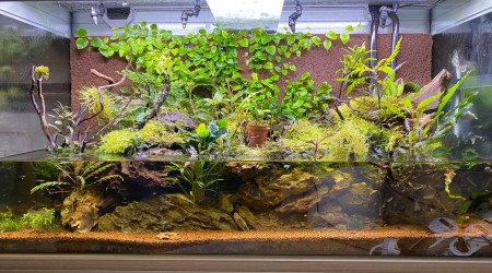 aquarium Paludarium