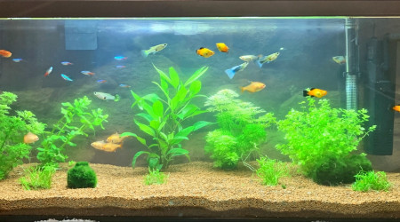 aquarium AquaSam