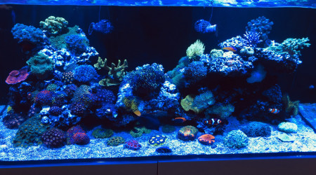 aquarium Recifal 350
