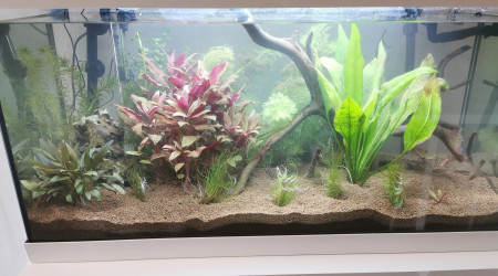 Aquarium avec nouveau filtre